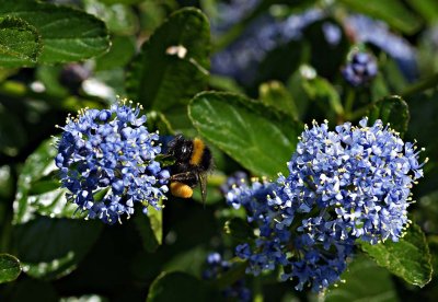 Bee on Ceanothus