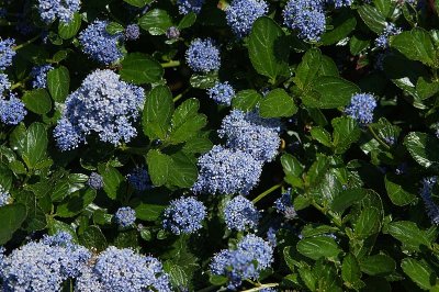 Ceanothus.jpg