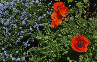 Poppies and Ceanothus.jpg