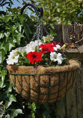 Petunia Basket.jpg