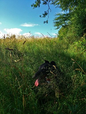 Not Quite Hidden Enough Greyhound