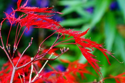 Acer colours.jpg