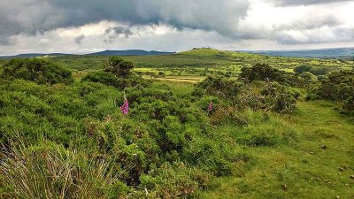 Green Dartmoor June 2014.