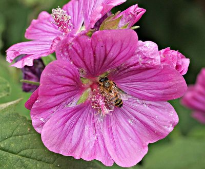 Mallow Flower.jpg