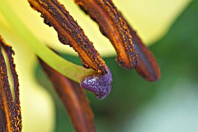Lily pollen.jpg