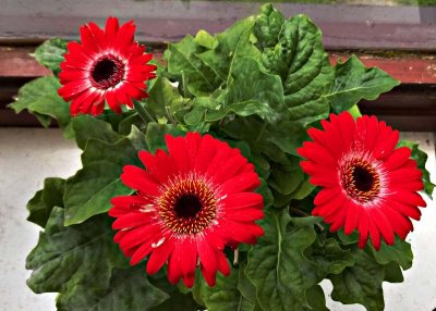 Gerbera.jpg