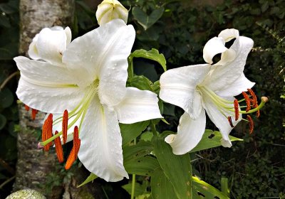 White Lily.jpg