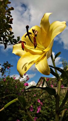 Yellow Lily.jpg