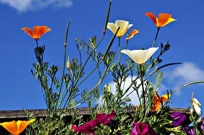 California Poppies 3.jpg