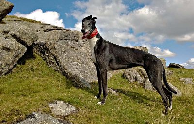 Peggy on Dartmoor.jpg