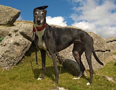 Peggy on Dartmoor 2.jpg