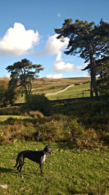 Peggy's Dartmoor Walk