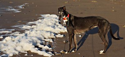 Now what's this stuff on my beach?