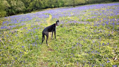 Peggy Bluebells 15.jpg