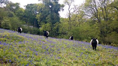 Bluebell time.jpg