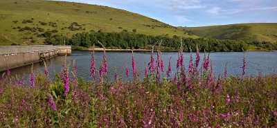 Summer Flowers at Meldon Reservoir.jpg