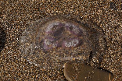 Jellyfish washed up 2.jpg