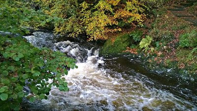 Autumn Leaves  River.jpg