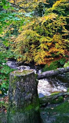 Simmons Park Autumn 15.jpg