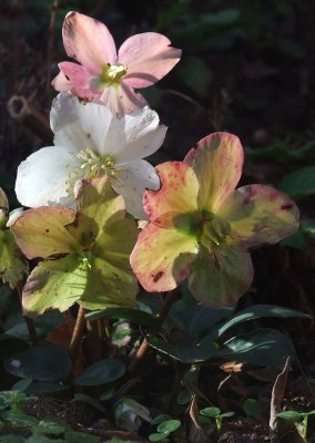 February Hellebores