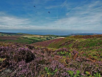 Summer Heather and Flies