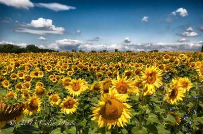 Sunflower Field.