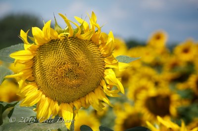 Sunflower 2.