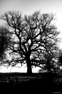 Winter Tree.