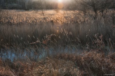 Winter Sun through the grasses