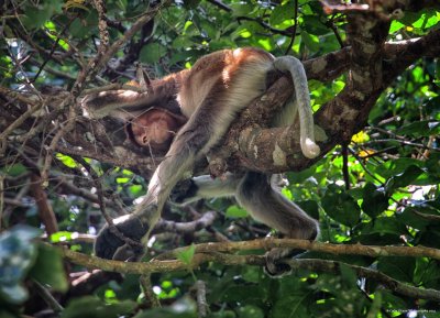 Proboscis Monkey after a heavy lunch.jpg
