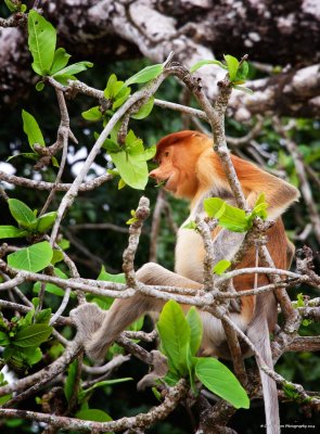 Proboscis Monkey having lunch.