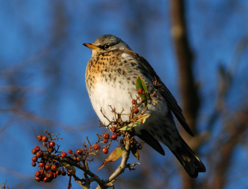 Fieldfare 