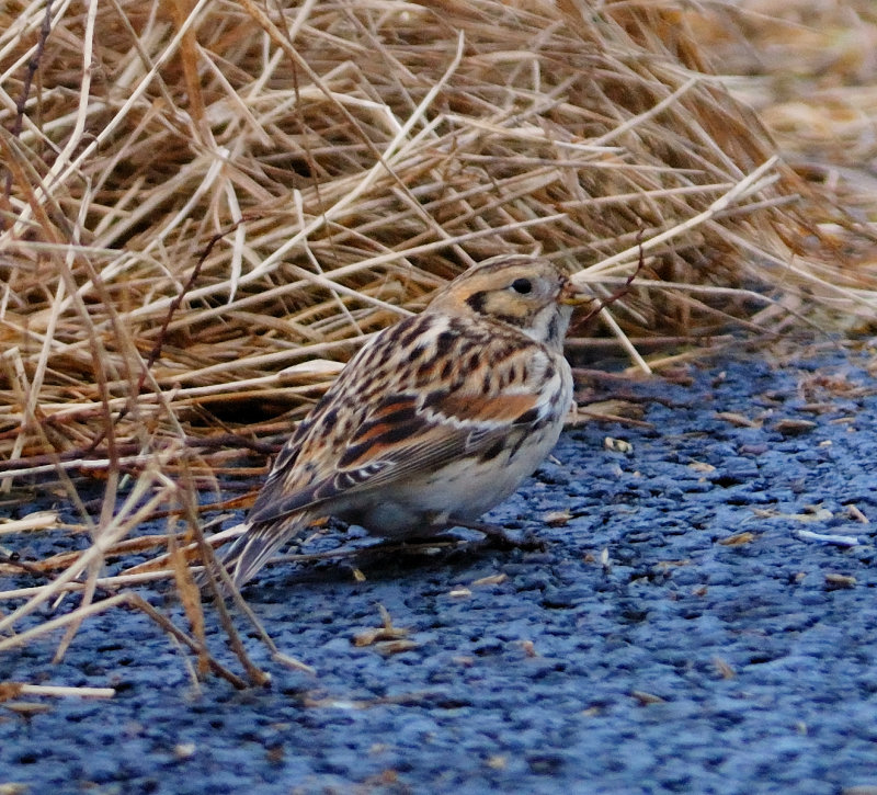 Lapland Bunting 