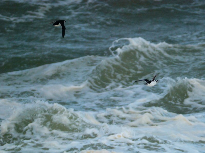 Little Auk 