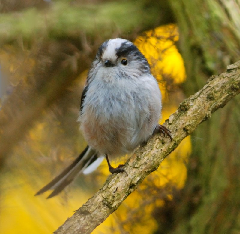 Long-tailed Tit 