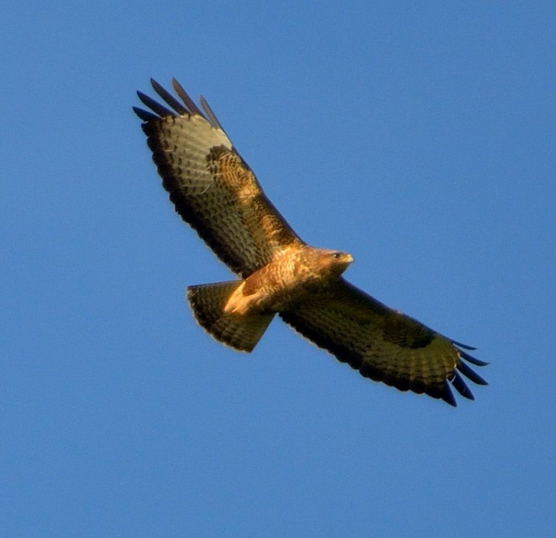 Buzzard 