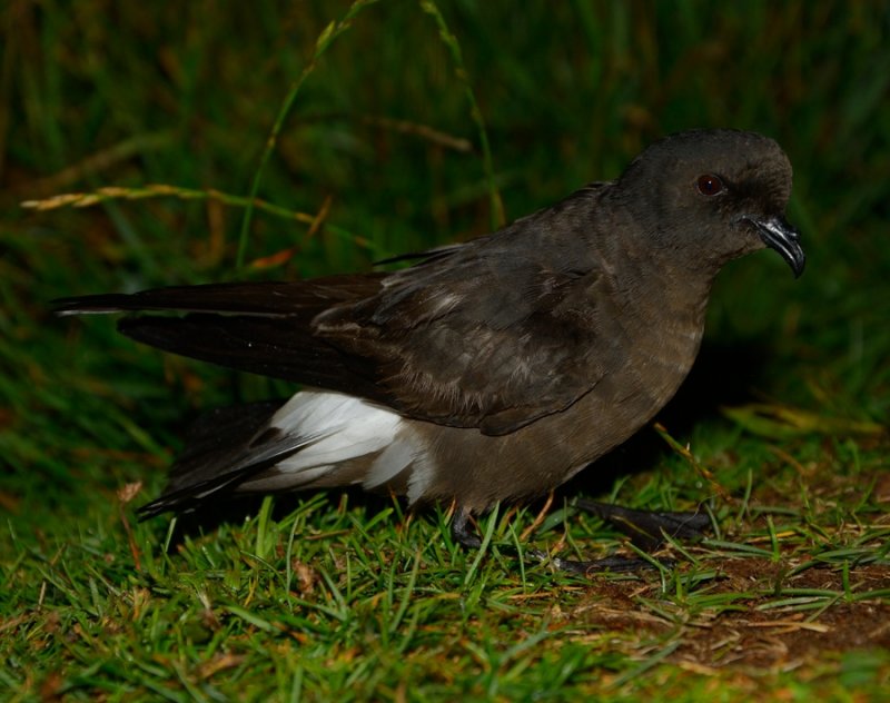 Storm Petrel 