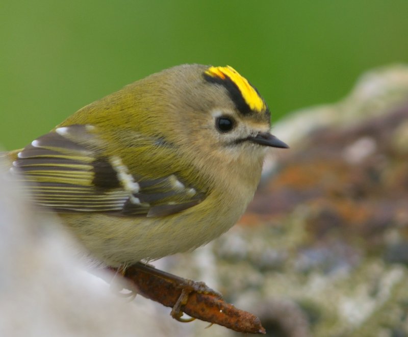 Goldcrest 