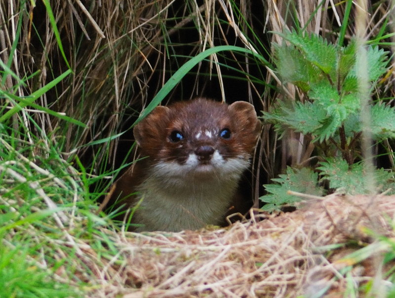 Stoat 
