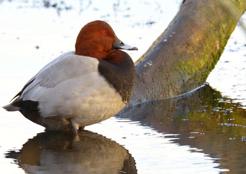 Pochard 