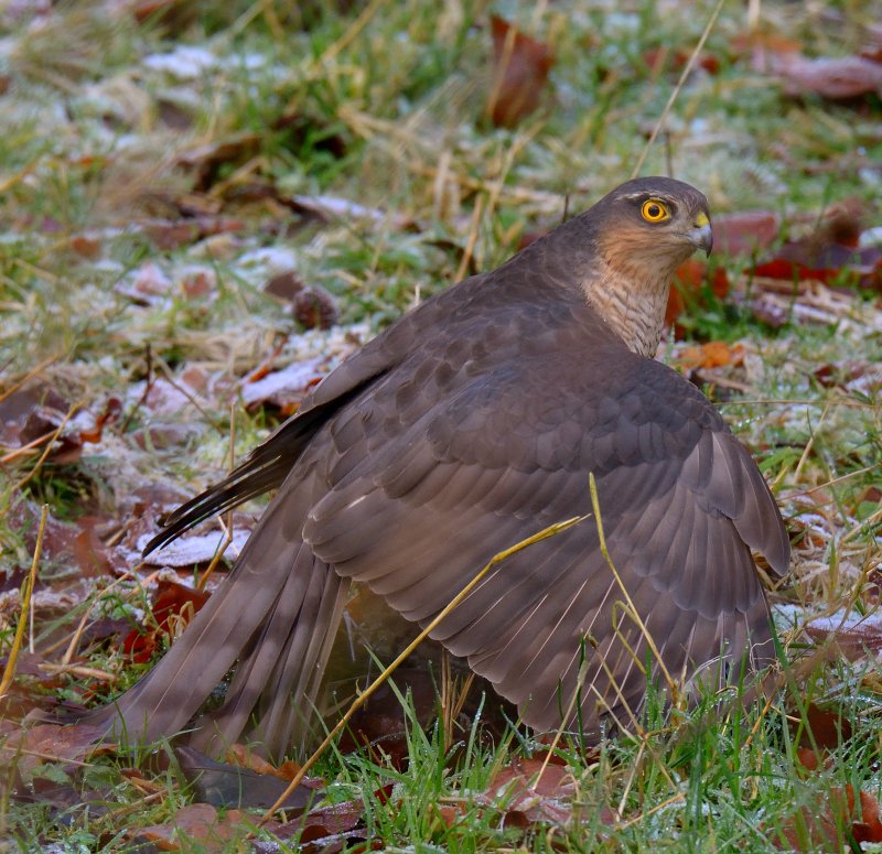 Sparrowhawk 