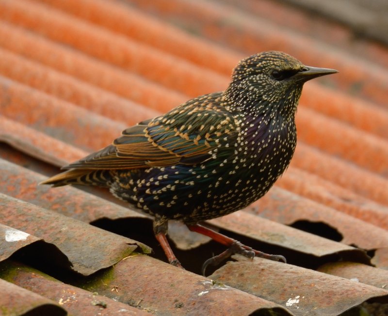 Starling 