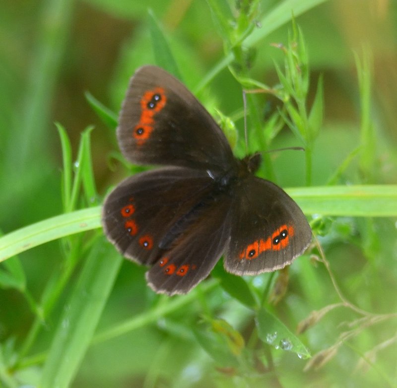 Scotch Argus 