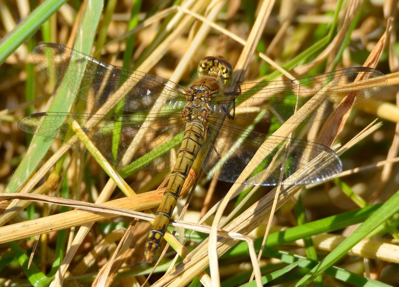 Common Darter (female) 