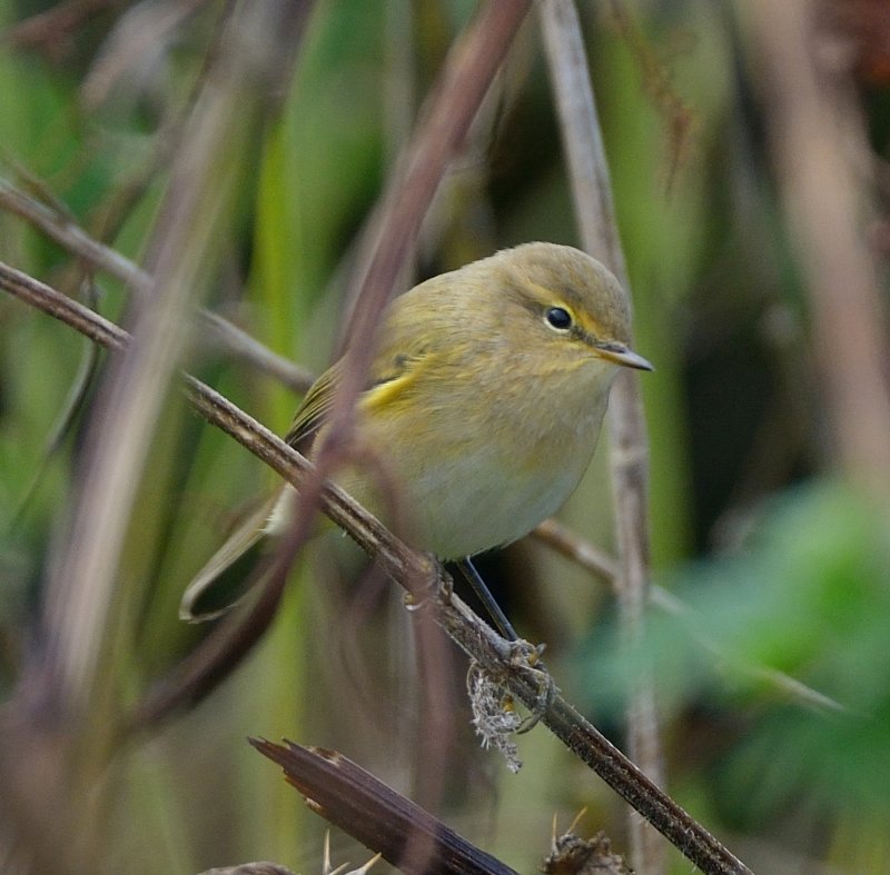 Chiffchaff 