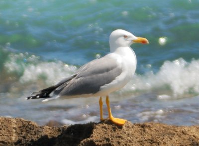 Yellow-legged Gull 