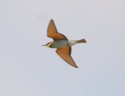 Bee-Eater 