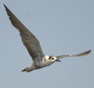 Black Tern 