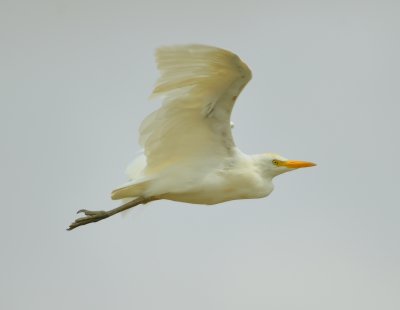 Cattle Egret