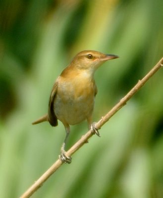 Great-reed Warbler 